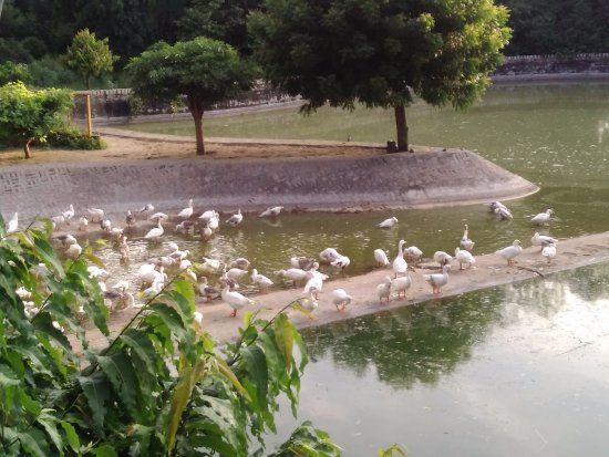 Deer Park, Ashok Vihar